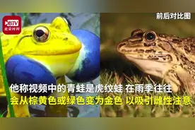盘点六种金色动物：有的独一无二，有的只剩几百只图片