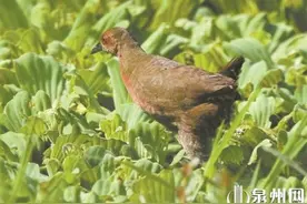 泉州晋江九十九溪首现珍稀鸟类红胸田鸡图片