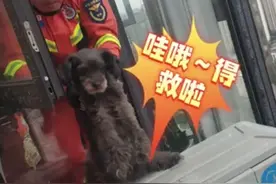 30秒｜小狗被困29楼空调外机处 消防暖心救援图片