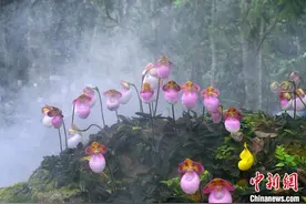 广西强化自然保护区建设 庇护珍稀及濒危物种图片