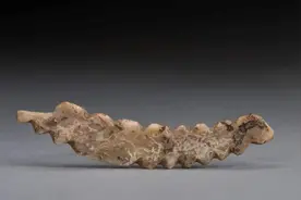 牙雕蚕：丝帛文明由此始图片