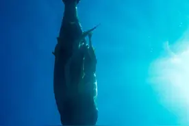 “海草我们种了，等你回家”图片