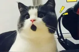 鸡脖、鸡尖翅、鸡皮…不能吃？真相来了图片