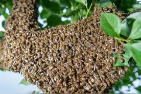 美国小伙误砍蜂巢被杀人蜂蛰2万次，昏迷5天后苏醒图片