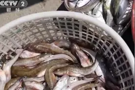 天津：开海首捕归来 海鲜到岸销售忙图片