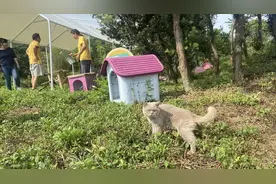 当流浪猫成为“桃花岛来客”图片