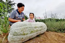 南京大金山国防园里种出百斤大冬瓜图片