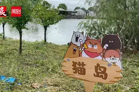 上海竟有座“猫岛”！本市首个城市流浪猫管理中心正式挂牌，流浪猫有家啦图片