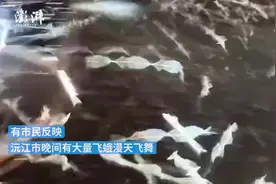 湖南沅江夜间出现大量飞蛾漫天飞舞，生态环境局：近三年都有图片