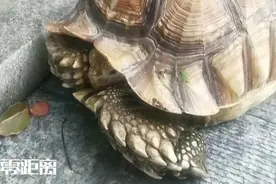 晨跑居民发现“大乌龟”！专家：身价不一般图片
