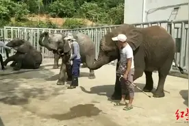 太湖龙之梦乐园动物表演“刹车”背后：何种情形属虐待动物存法律空白图片