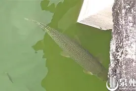 小心违法！标新立异养宠 可别随意放生图片