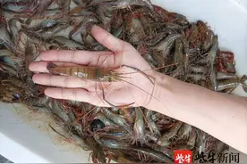 苏州吴中“太湖一号”大虾爬上餐桌图片