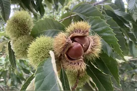 好客山东 好品山东·临朐县九山镇青杨峪村万亩板栗喜获丰收图片