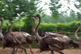 乡村版“疯狂动物城”！聊城鸵鸟特种养殖，“驮”起村民致富梦图片