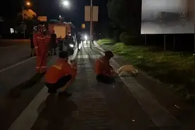“通体雪白，眼神很媚！”杭州一小区发现“萌物”，有人深夜打车赶来围观图片