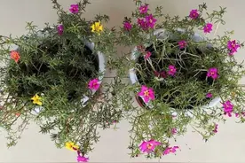 青未了/我家的“太阳花”图片