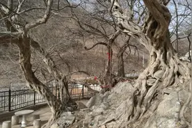 明代池州的青檀树图片