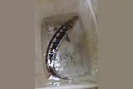 湖北发现近1米长的长江鲟，专家推测已在野外生存1到2年图片