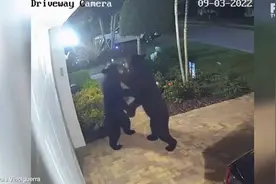 美国两只熊在居民家门口直立“跳舞”，被监控拍下图片