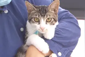 上海首座“猫岛”开放 流浪伙伴们都有家了吗？图片