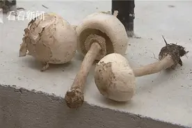 迪士尼小镇捡拾蘑菇吃“白雪公主”以身试毒真中毒了图片