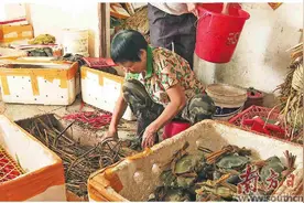 阳西沿海乡镇螃蟹供不应求图片