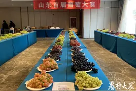 民间育种茁壮成长！山东葡萄迎来新的春天图片