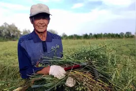 民勤县13万亩茴香喜获丰收图片