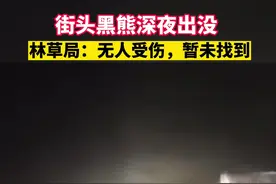 黑龙江伊春街头黑熊深夜出没，林草局：无人受伤，暂未找到图片