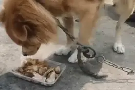 通过记忆里的小黄狗 走失7年的他找回了家人图片