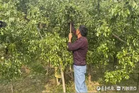 别样中秋｜济南南部山区果满枝头迎丰收：甜了嘴也甜了心图片