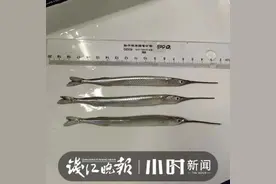 西湖里出现“怪鱼”！嘴巴尖尖长长，游动速度极快，你认识吗？图片