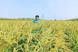 新品种“爱德帮”高山旱稻耐高温干旱，亩均产量800斤图片