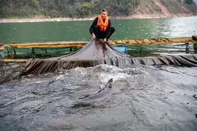 长江鲟重现野外？关于野外灭绝的两个误区图片