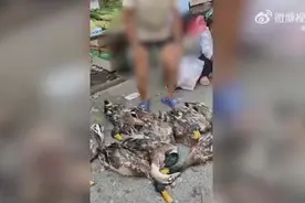 老爷爷卖的鸭子被热死了 他焦虑无助蹲在地上 路人花钱全部买下图片