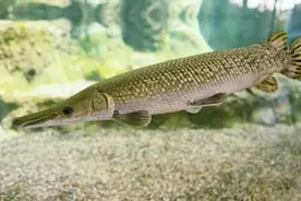 异宠市场日渐火热，背后有何法律和生态风险？图片