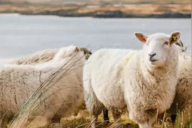 一个月涨粉568万，“灰太狼的羊”靠极致反差火出圈图片