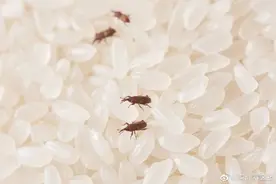 大米里的虫是怎么凭空出现的，不小心吃了会怎么样？图片