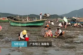 广东阳江海陵岛盛产猪肚螺 跟着天目新闻记者体验赶海乐趣图片