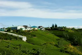 茶香列国 | 越南也有古树茶？图片