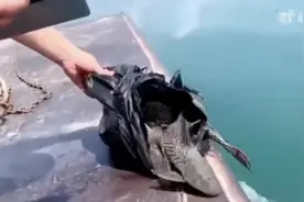 百色一水库被人放生入侵物种清道夫鱼 执法部门：带放生者到现场捕捞图片