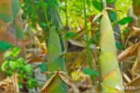 政企齐发力！英德麻竹笋产销旺，笋农致富有奔头！图片