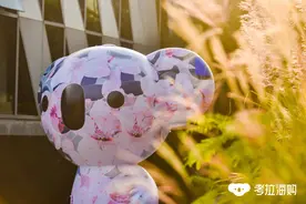 进驻三年后，考拉从阿里动物园消失图片