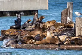 美国加州码头海狮成群上岸 慵懒晒太阳图片