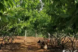 最忆是乡间｜采蘑菇图片