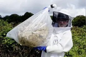 英国发现亚洲最大大黄蜂窝 冷冻28小时还可存活图片