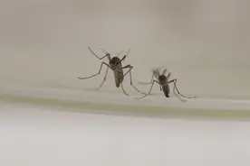 全面消灭蚊子可不可行？对话中国昆虫学会副理事长戈峰图片