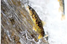 湟鱼洄游：一条鱼的生命传奇图片