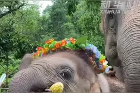 午FUN | ​小象野化训练打滚踩水玩嗨了！像极了人类幼崽放飞自我的状态图片